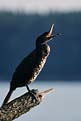 Kormoran czarny (Phalacrocorax carbo)