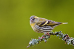 Czy - samiczka (Carduelis spinus)