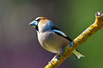 Grubodzib (Coccothraustes coccothraustes)