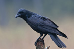 Kruk (Corvus corax)