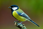 Sikorka Bogatka (Parus major)