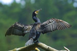 Kormoran czarny (Phalacrocorax carbo)