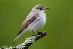 Muchowka (Muscicapa striata)