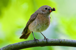 Pleszka - samica (Phoenicurus phoenicurus)