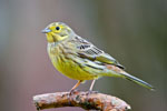 Trznadel (Emberiza citrinella)