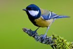 Sikorka Bogatka (Parus major)