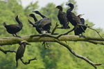 Kormorany czarne (Phalacrocorax carbo)