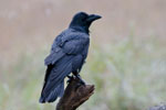 Kruk (Corvus corax)