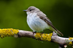 Muchowka (Muscicapa striata)