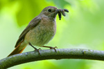 Pleszka - samica (Phoenicurus phoenicurus)