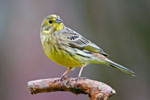 Trznadel (Emberiza citrinella)