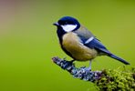 Sikorka Bogatka (Parus major)