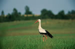 Bocian biay (Ciconia Ciconia)