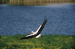 Bocian biay (Ciconia Ciconia)