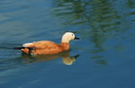 Kazarka (Tadorna ferruginea)