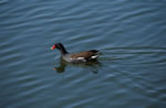 Kokoszka wodna (Gallinula chloropus)