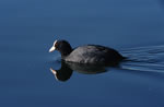 yska (Fulica atra)