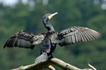 Kormoran czarny (Phalacrocorax carbo)