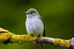 Muchowka (Muscicapa striata)