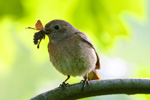 Pleszka - samica (Phoenicurus phoenicurus)