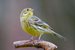 Trznadel (Emberiza citrinella)