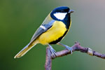 Sikorka Bogatka (Parus major)