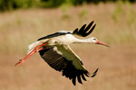 Bocian Biay (Ciconia ciconia)