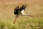 Bocian Biay (Ciconia ciconia)