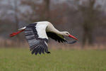 Bocian Biay (Ciconia ciconia)