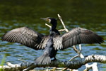 Kormoran czarny (Phalacrocorax carbo)