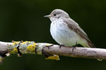 Muchowka (Muscicapa striata)