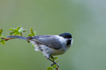 Sikora uboga (Poecile palustris)