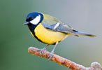 Sikorka Bogatka (Parus major)