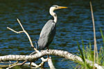 Czapla siwa (Ardea cinerea)