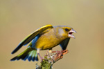 Dzwoniec - samiec (Carduelis chloris)