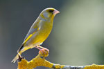 Dzwoniec (Carduelis chloris)