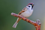 Mazurek (Passer montanus)