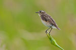 Poklskwa (Saxicola rubetra)