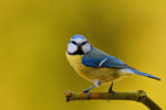 Sikora modra (Parus caeruleus)