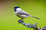 Sikorka Uboga (Parus palustris)