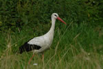 Bocian Biay (Ciconia ciconia)