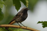 Kopciuszek (Phoenicurus ochruros)