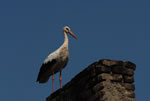 Bocian Biay (Ciconia ciconia)