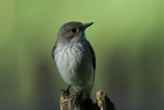 Muchowka szara (Muscicapa striata)