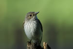 Muchowka szara (Muscicapa striata)