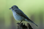 Muchowka szara (Muscicapa striata)