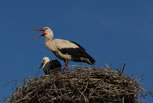 Bocian Biay (Ciconia ciconia)