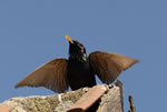 Szpak (Sturnus vulgaris)