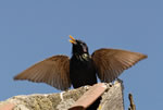 Szpak (Sturnus vulgaris)