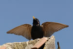 Szpak (Sturnus vulgaris)